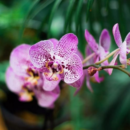 FERTILIZANTE FLORES, ORQUIDEAS E TEMPEROS 30 ML