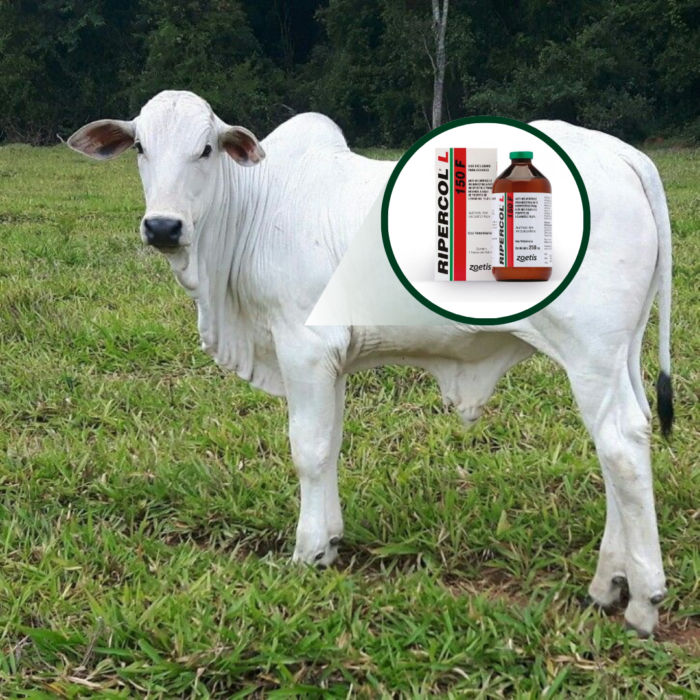 RIPERCOL INJ 150 F 250 ML FRASCO - Imagem 3