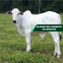 AGITA 10 WG - 1 KG - MOSQUICIDA