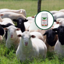 RIPERCOL ORAL 250 ML ZOETIS