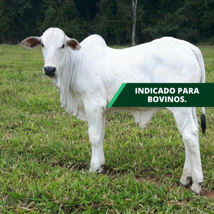 KIT ADAPTADOR 500 ML 2X1 - Imagem 3