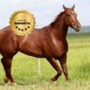 MONOVIN K BRAVET 20 ML