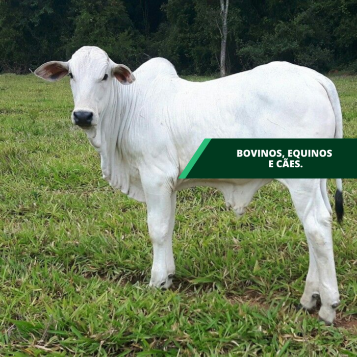 UNGUENTO CIDENTAL 250 GR - Imagem 2