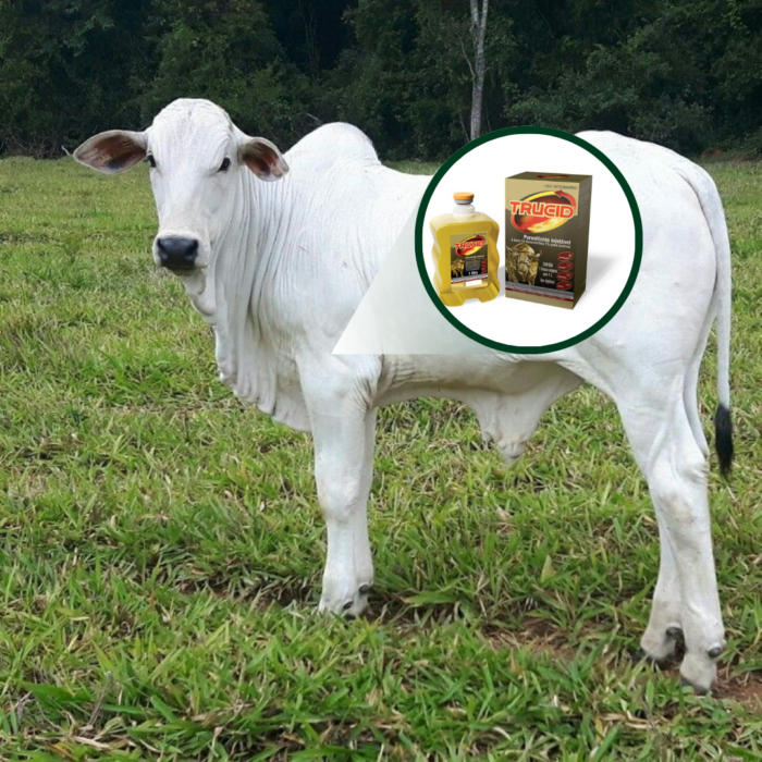 TRUCID INJ 1% 500 ML