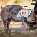 TRANSUIN 25 KG PORCO