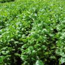 SEMENTE COENTRO FREVO 500G TOPSEED