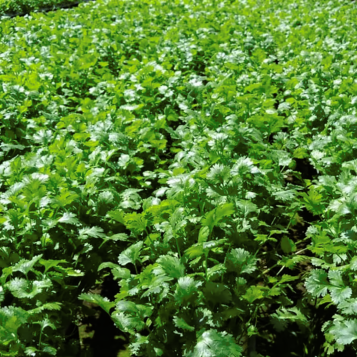 SEMENTE COENTRO FREVO 500G TOPSEED - Image 3