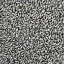 SEMENTE ARUANA AGROPAN 10 KG GRAFITA