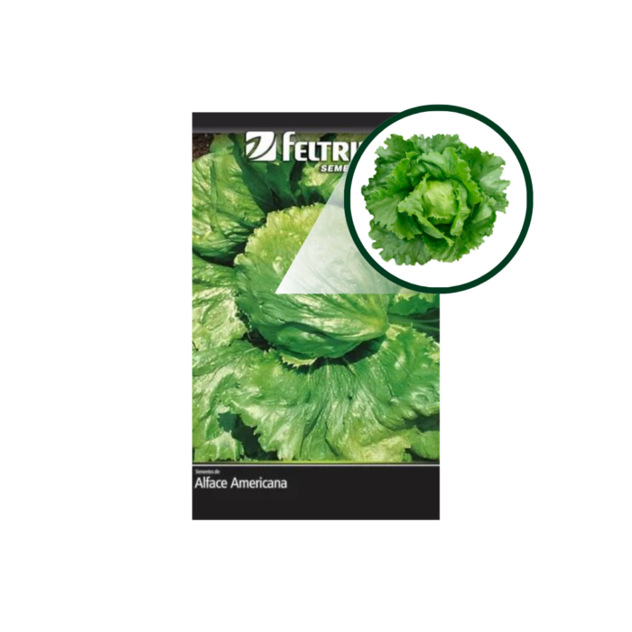 SEMENTE ALFACE RAFAELA AMER. 100 GR LATA FELTRIN - Imagem 3