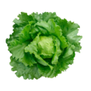 SEMENTE ALFACE RAFAELA AMER. 100 GR LATA FELTRIN