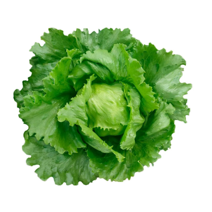 SEMENTE ALFACE RAFAELA AMER. 100 GR LATA FELTRIN - Imagem 5