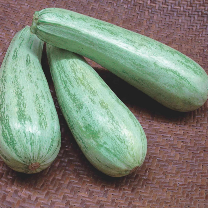 SEMENTE DE ABOBRINHA CASERTA ITALIANA - LATA DE 100G  - FELTRIN - Imagem 2