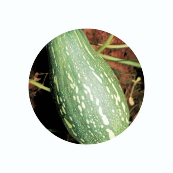 SEMENTE DE ABOBRINHA CASERTA ITALIANA - LATA DE 100G  - FELTRIN - Imagem 3