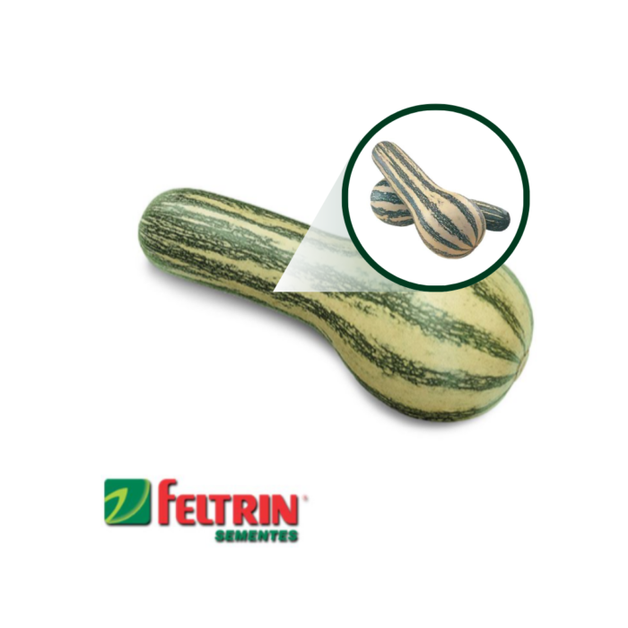 SEMENTE ABÓBORA GOIANINHA  100 GR LATA FELTRIN - Imagem 5