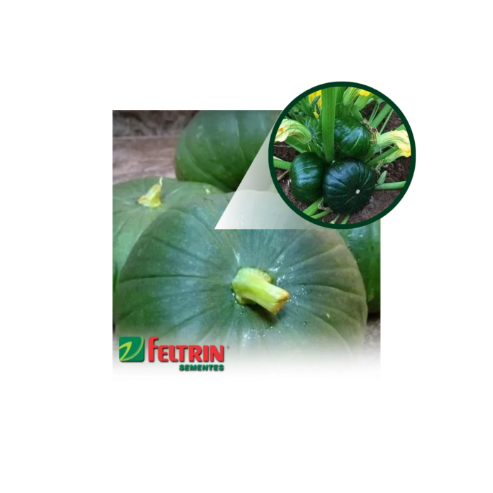 SEMENTE ABÓBORA DE TRONCO R. VERDE 100 GR LATA FELTRIN - Imagem 3