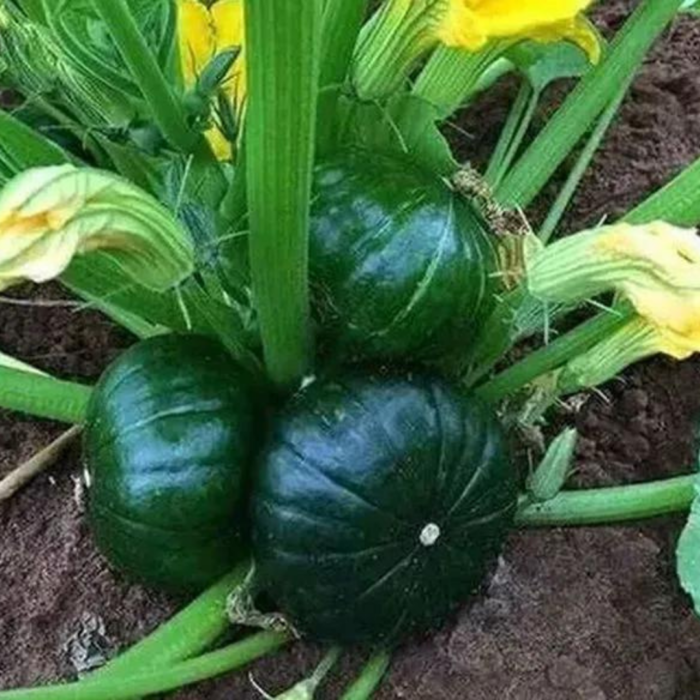 SEMENTE ABÓBORA DE TRONCO R. VERDE 100 GR LATA FELTRIN - Imagem 5