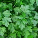 SALSA LISA COMUM 50 GR FELTRIN