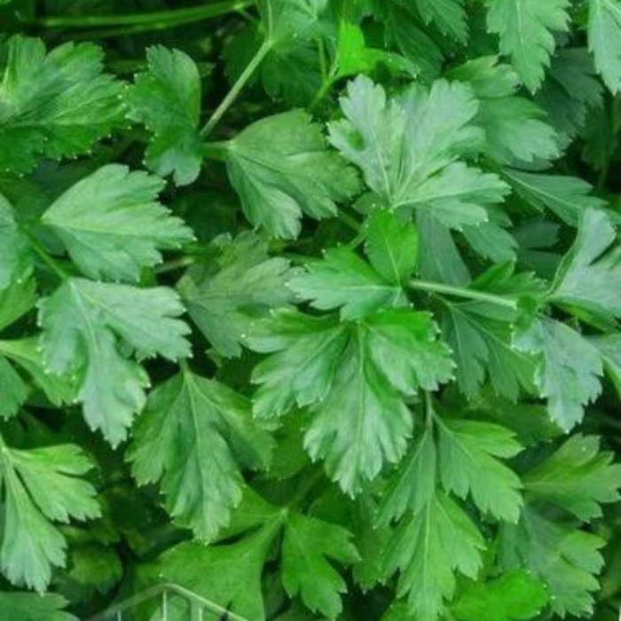 SALSA LISA COMUM 50 GR FELTRIN - Imagem 3