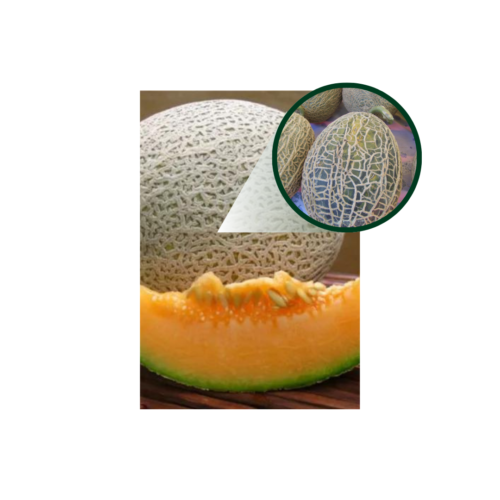 MELAO G. CASCA DE CARVALHO 100G LATA