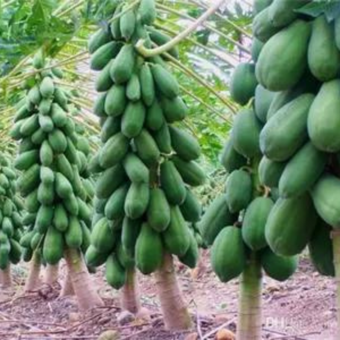 MAMÃO FORMOSA ISLA - 50G - Imagem 5
