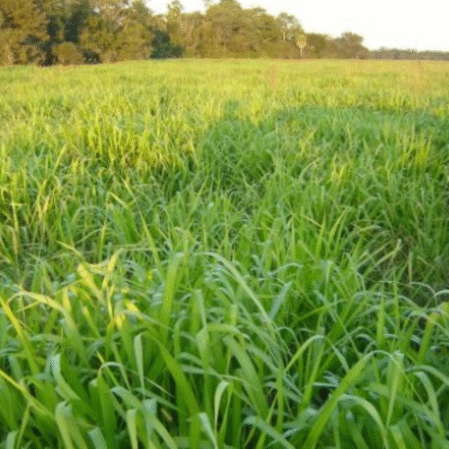 SEMENTE MARANDU CONVECIONAL 36VC MARCA ALTO PADRÃO 20 KG