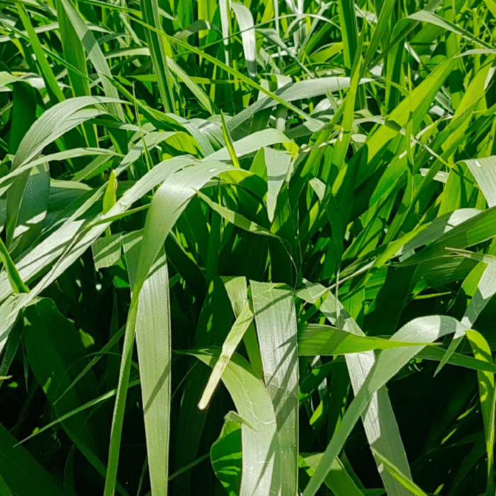 SEMENTE MARANDU CONVECIONAL 50VC AGRIBAN 20 KG - Imagem 4