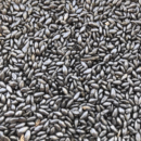 SEMENTES DECUMBENS  ALTO PADRÃO GRAFITADA 10 KG
