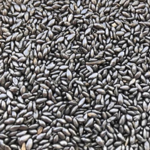 SEMENTES DECUMBENS  ALTO PADRÃO GRAFITADA 10 KG