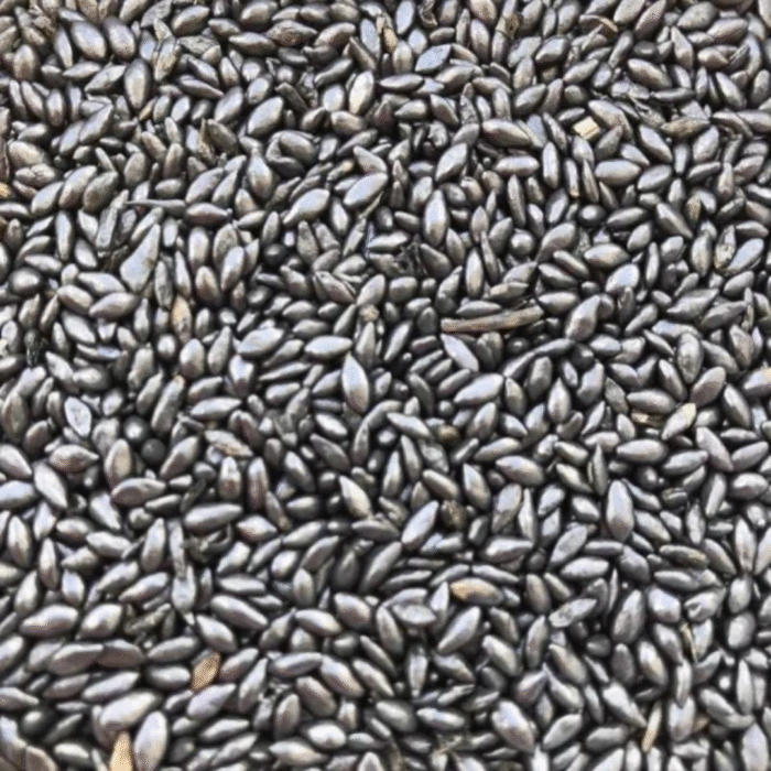 SEMENTES DECUMBENS  ALTO PADRÃO GRAFITADA 10 KG