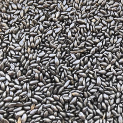 SEMENTES DECUMBENS  AGROPAN GRAFITADA 10 KG