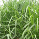 SEMENTES BRIZANTANHA XARAES MG 5 10 KG