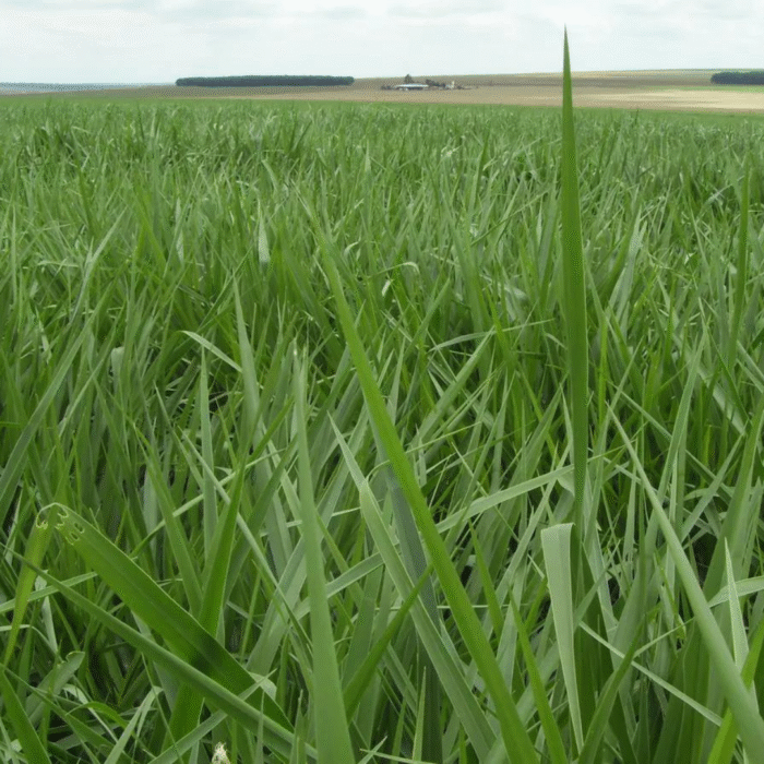 SEMENTES BRIZANTANHA PIATA 10 KG AGROPAN - Imagem 5