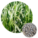SEMENTES BRIZANTANHA PIATA 10 KG AGROPAN