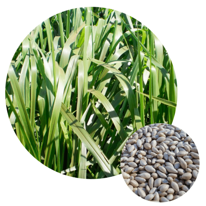 SEMENTES BRIZANTANHA PIATA 10 KG AGROPAN - Imagem 4