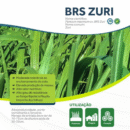 SEMENTE ZURI GRAFITADA 10 KG AGRIPAN