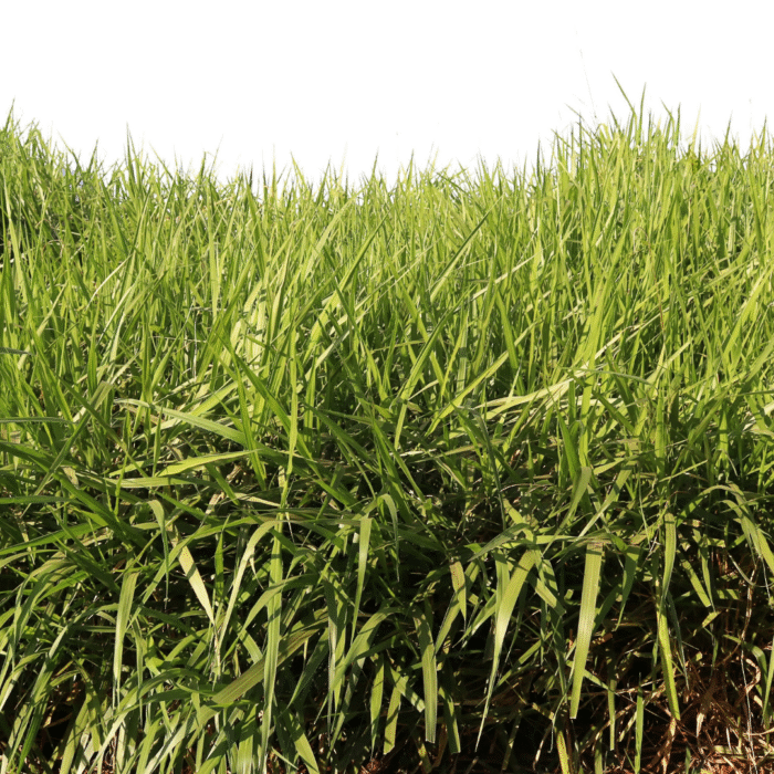 SEMENTE SOESP DECUMBENS 10 KG - Imagem 3