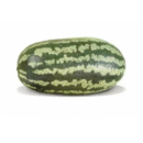 SEMENTE MELANCIA FAIRFAX 100 G TOPSEED
