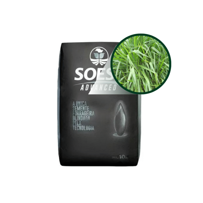 SEMENTE MARANDU 10 KG SOESP - Imagem 2
