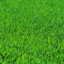 SEMENTE GRAMA JESUITA PARA JARDIM 100 G LATA FELTRIN