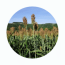 SEMENTE DE SORGO FORRAGEIRO PODIUM - 10 KG