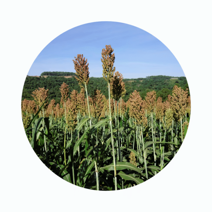 SEMENTE DE SORGO FORRAGEIRO PODIUM - 10 KG - Imagem 2