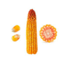 SEMENTE DE MILHO HÍBRIDO DKB 390 PRO 4 - 60.000 SEMENTES - DEKALB