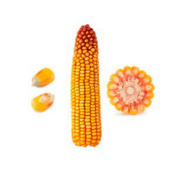 SEMENTE DE MILHO HÍBRIDO DKB 390 PRO 4 - 60.000 SEMENTES - DEKALB - Imagem 3