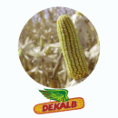 SEMENTE DE MILHO HÍBRIDO DKB 390 PRO 4 - 60.000 SEMENTES - DEKALB