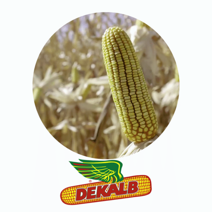 SEMENTE DE MILHO HÍBRIDO DKB 390 PRO 4 - 60.000 SEMENTES - DEKALB - Imagem 4