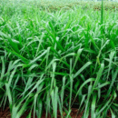 SEMENTE DE BRIZANTHA - MARANDU 10 KG AGROPAN