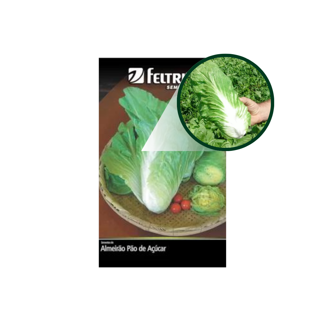 SEMENTE ALMEIRÃO PÃO AÇUCAR 100 GR LATA FELTRIN - Imagem 3