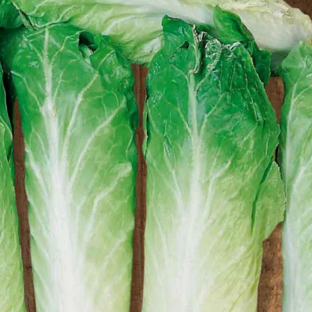 SEMENTE ALMEIRÃO PÃO AÇUCAR 100 GR LATA FELTRIN - Imagem 2