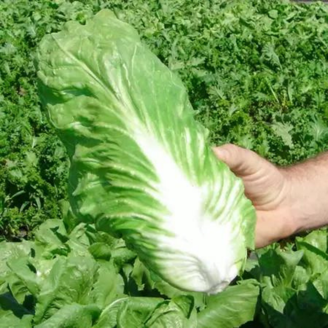 SEMENTE ALMEIRÃO PÃO AÇUCAR 100 GR LATA FELTRIN - Imagem 5
