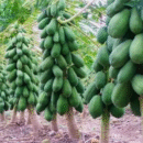 MAMÃO FORMOSA ISLA - 50G